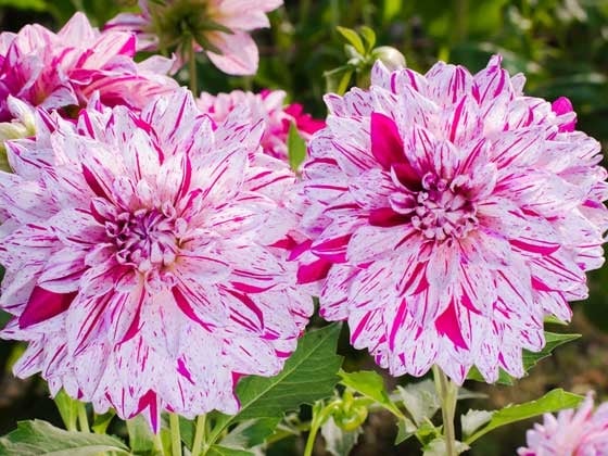 dhalias 2