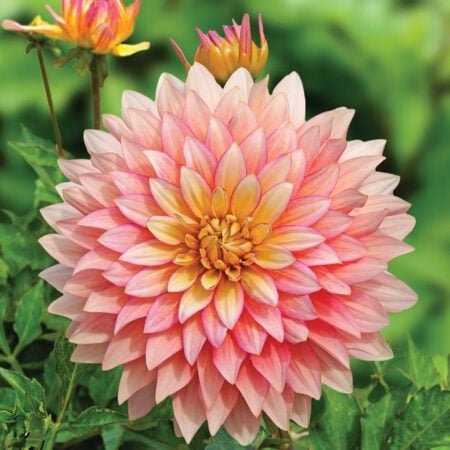 dhalias 3