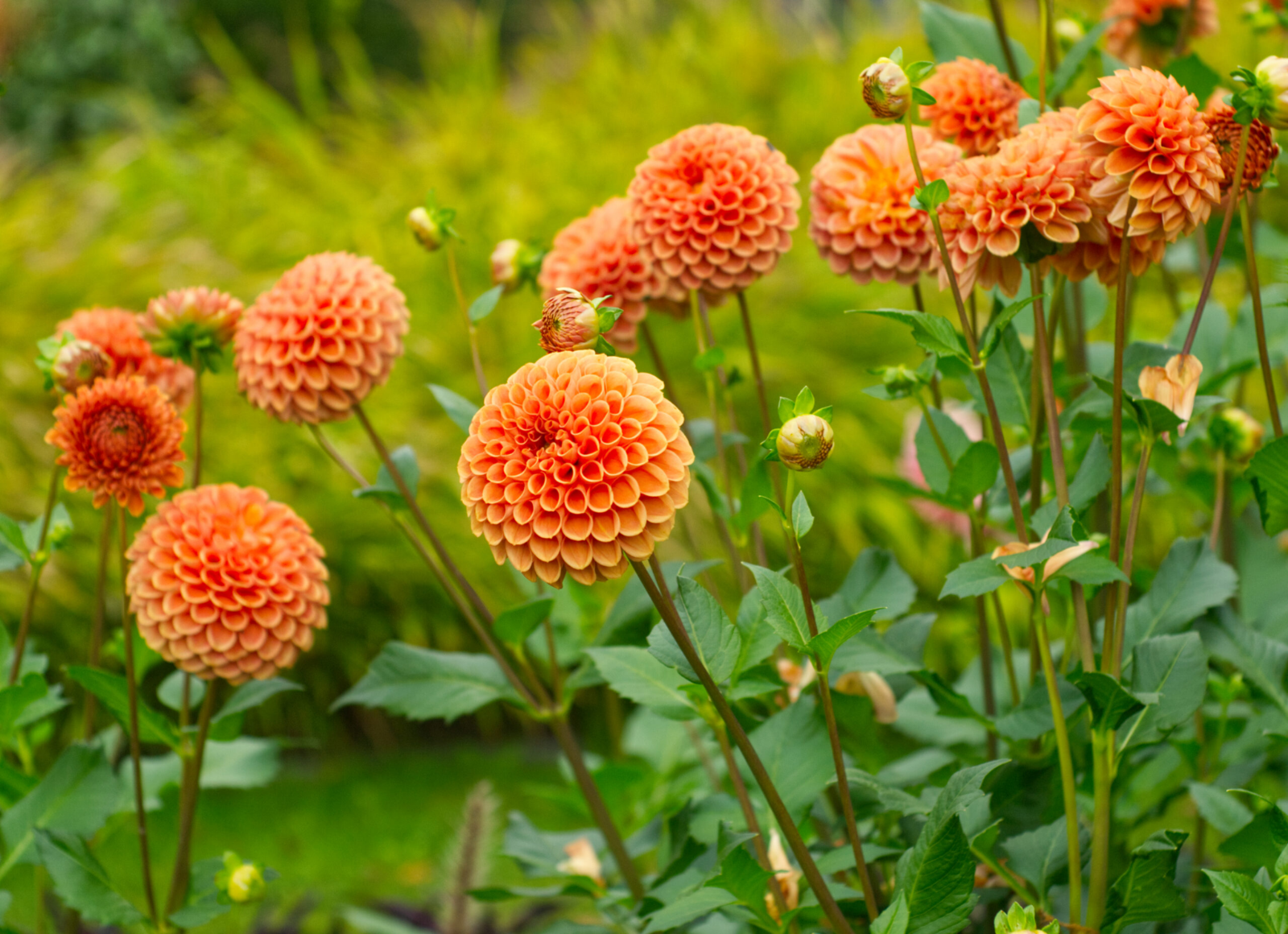 dhalias