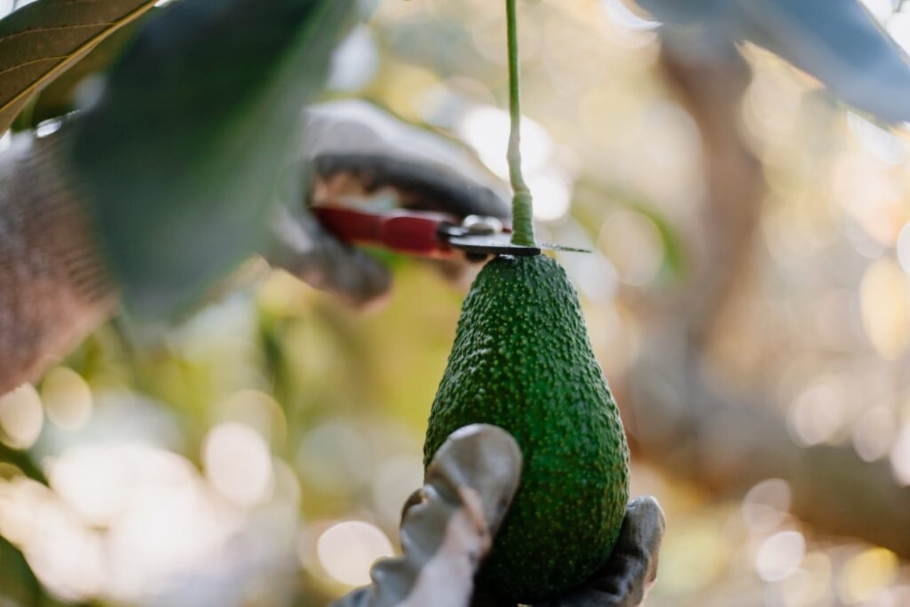 Palta-shutterstock_1623207367-1024x683-1(1)