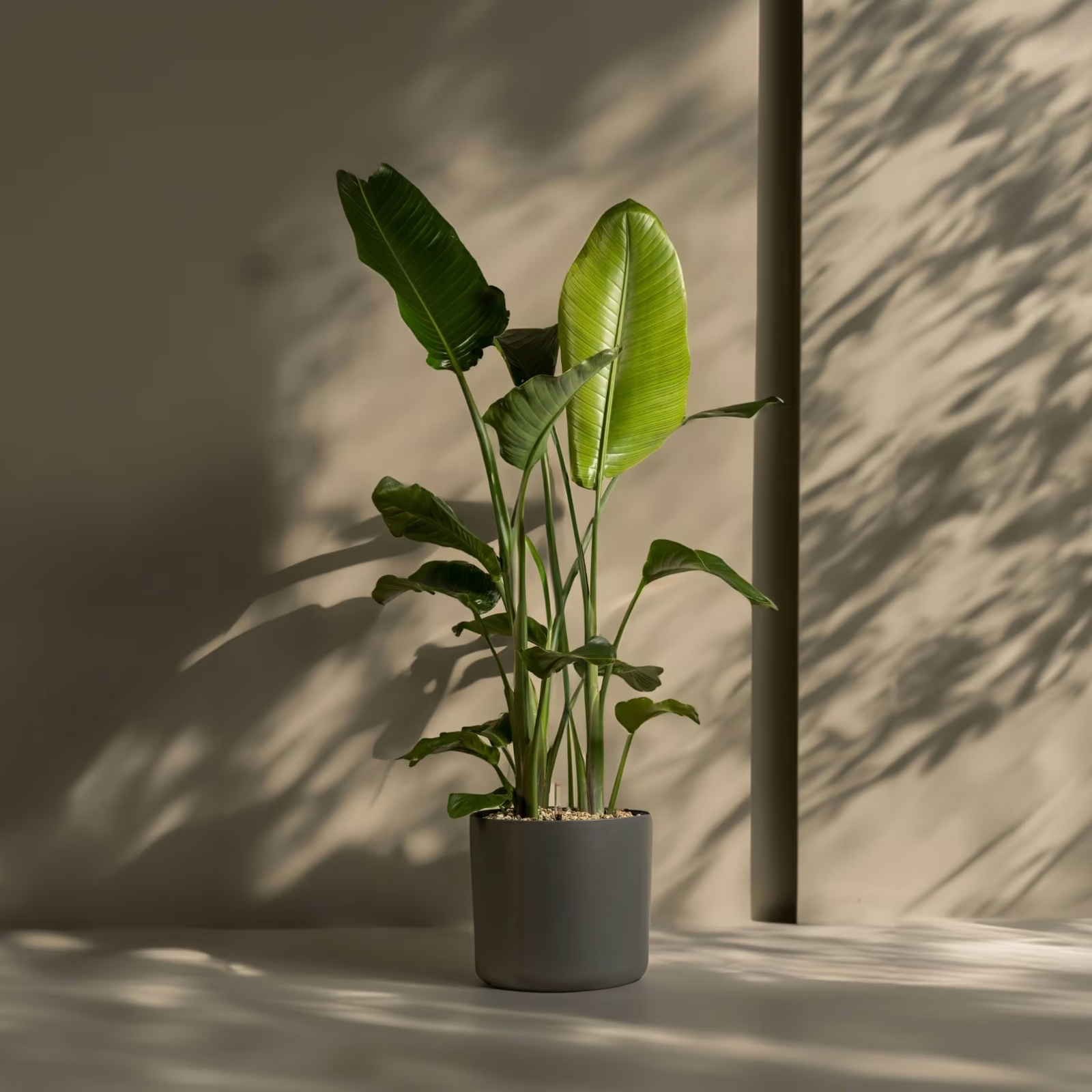 Strelitzia 1