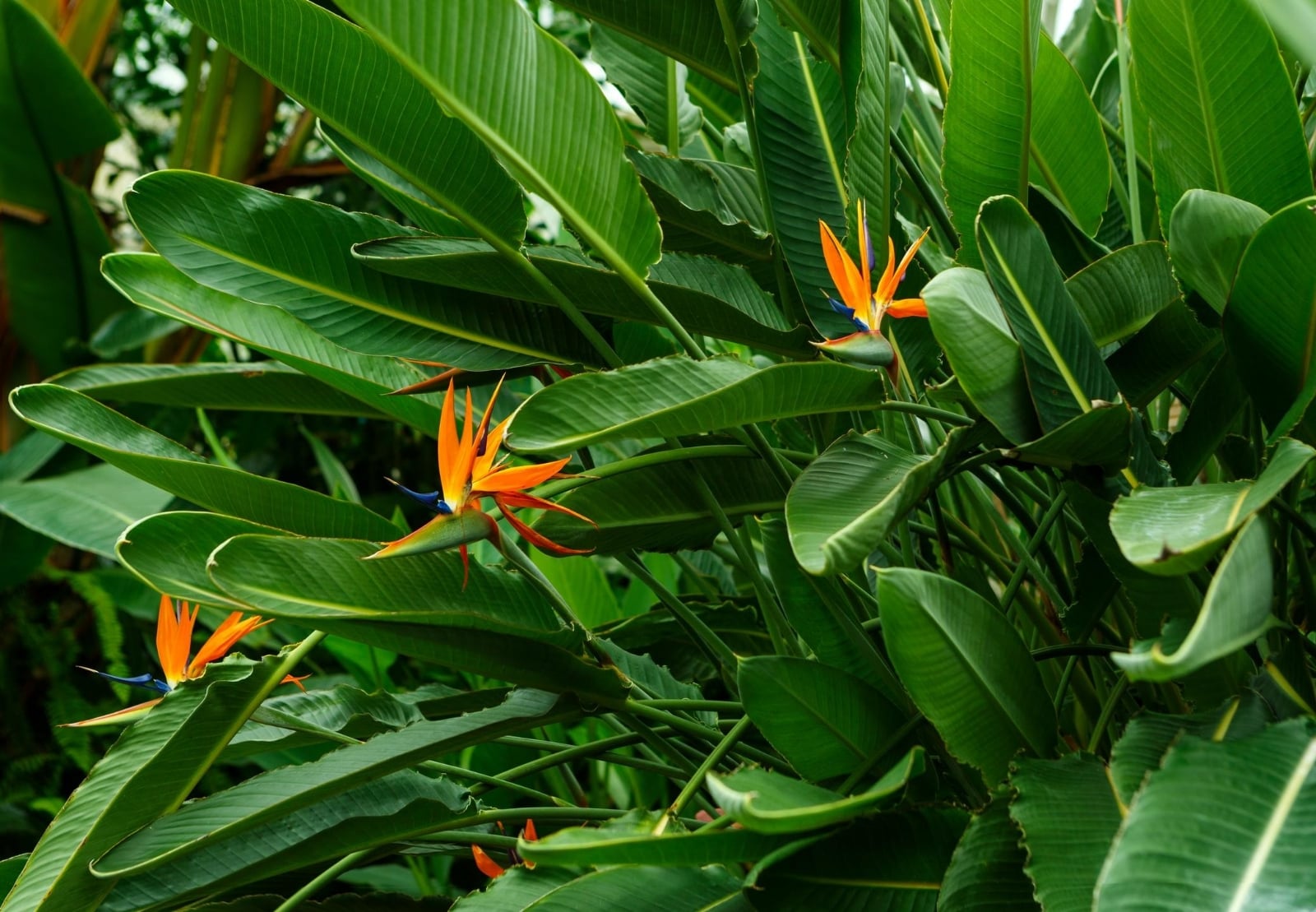 Strelitzia