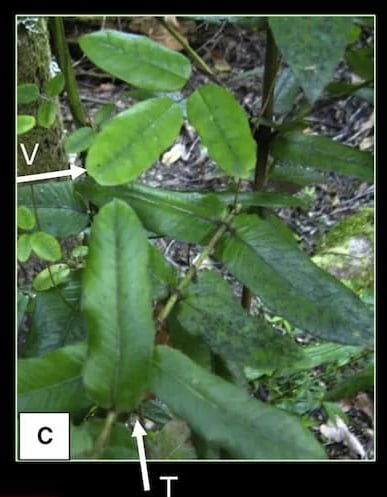 gr1_lrg-1(2)