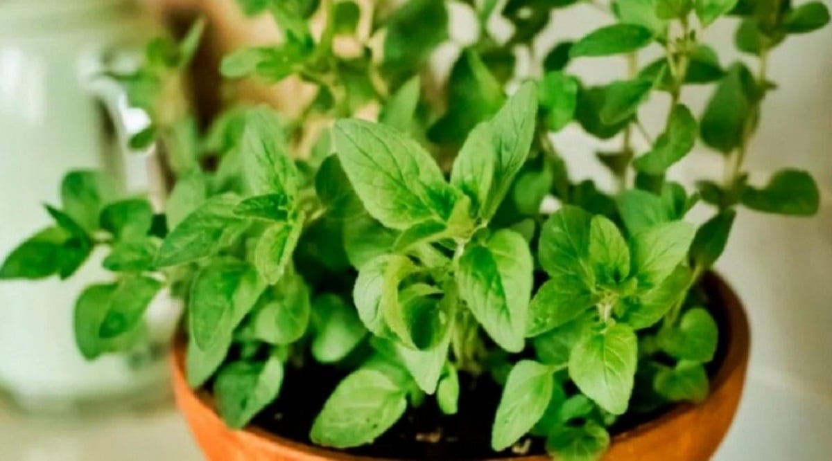 Plantas
