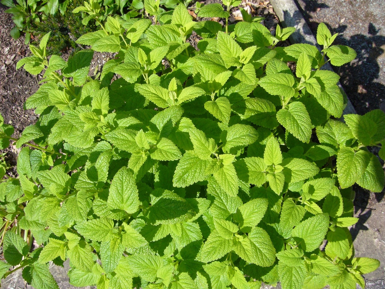 MELISSA_OFFICINALIS_896x1203