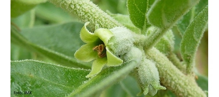 Ashwagandha JMK 000_1-709x313-resize