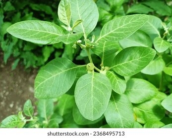 ashwagandha-plant-know-withania-somnifera-260nw-2368495713