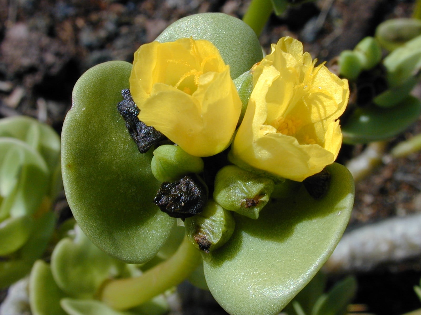 Starr_020118-0011_Portulaca_molokiniensis