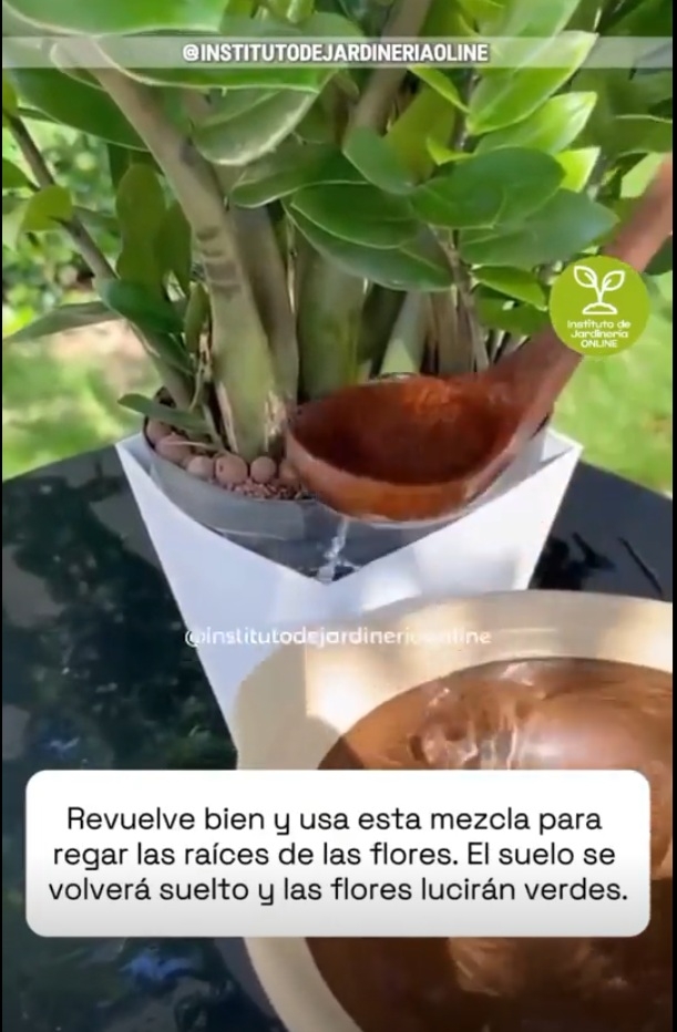 Plantas 3