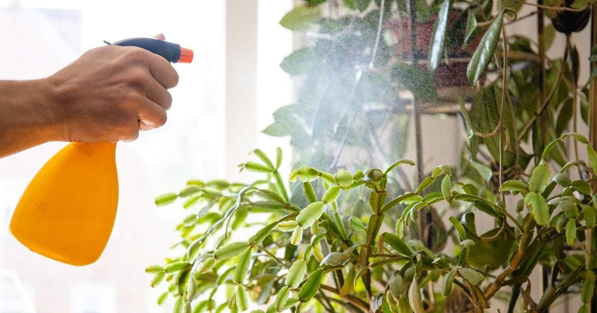 Plantas 4
