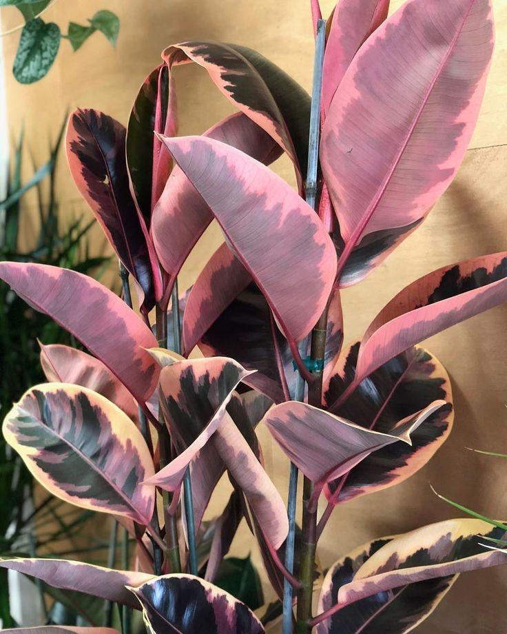 plantas2 ficus ruby