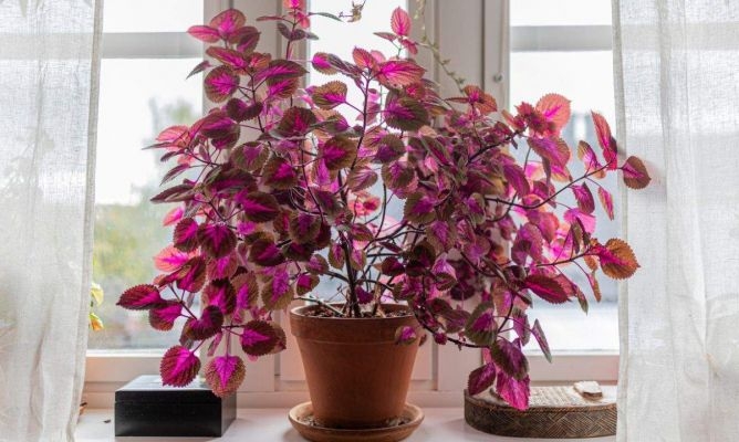 plantas1 fuente hogarmanía