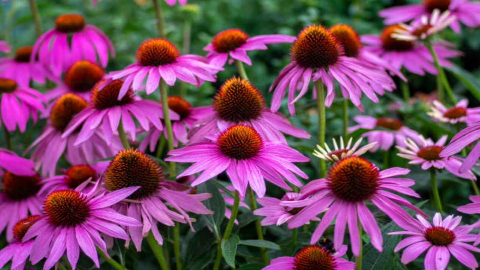 echinaceas