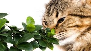 plantas gatos 3
