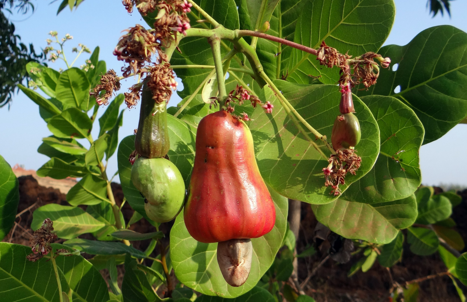cayu