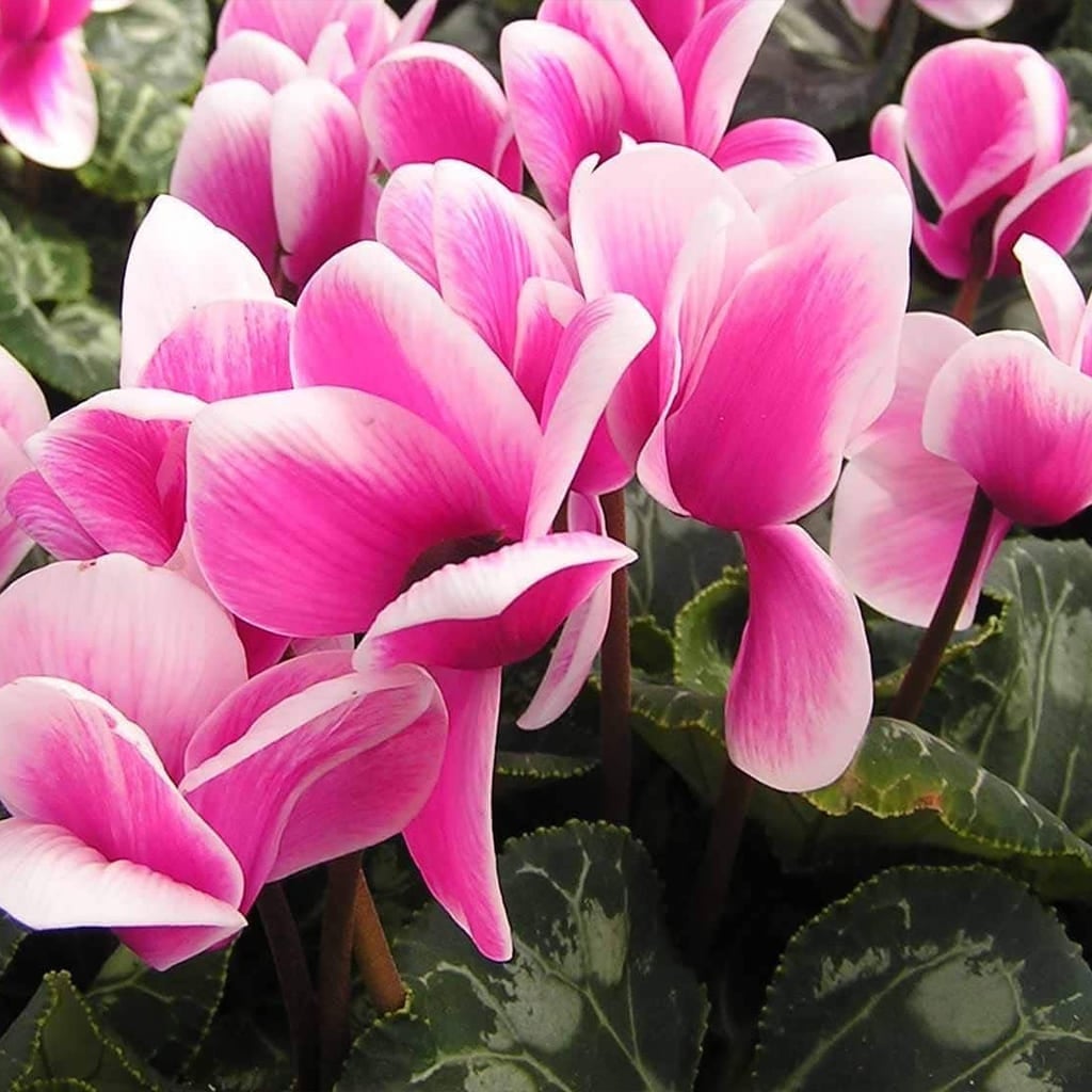 Plantas-Faitful-Plantas-Exterior-cyclamen