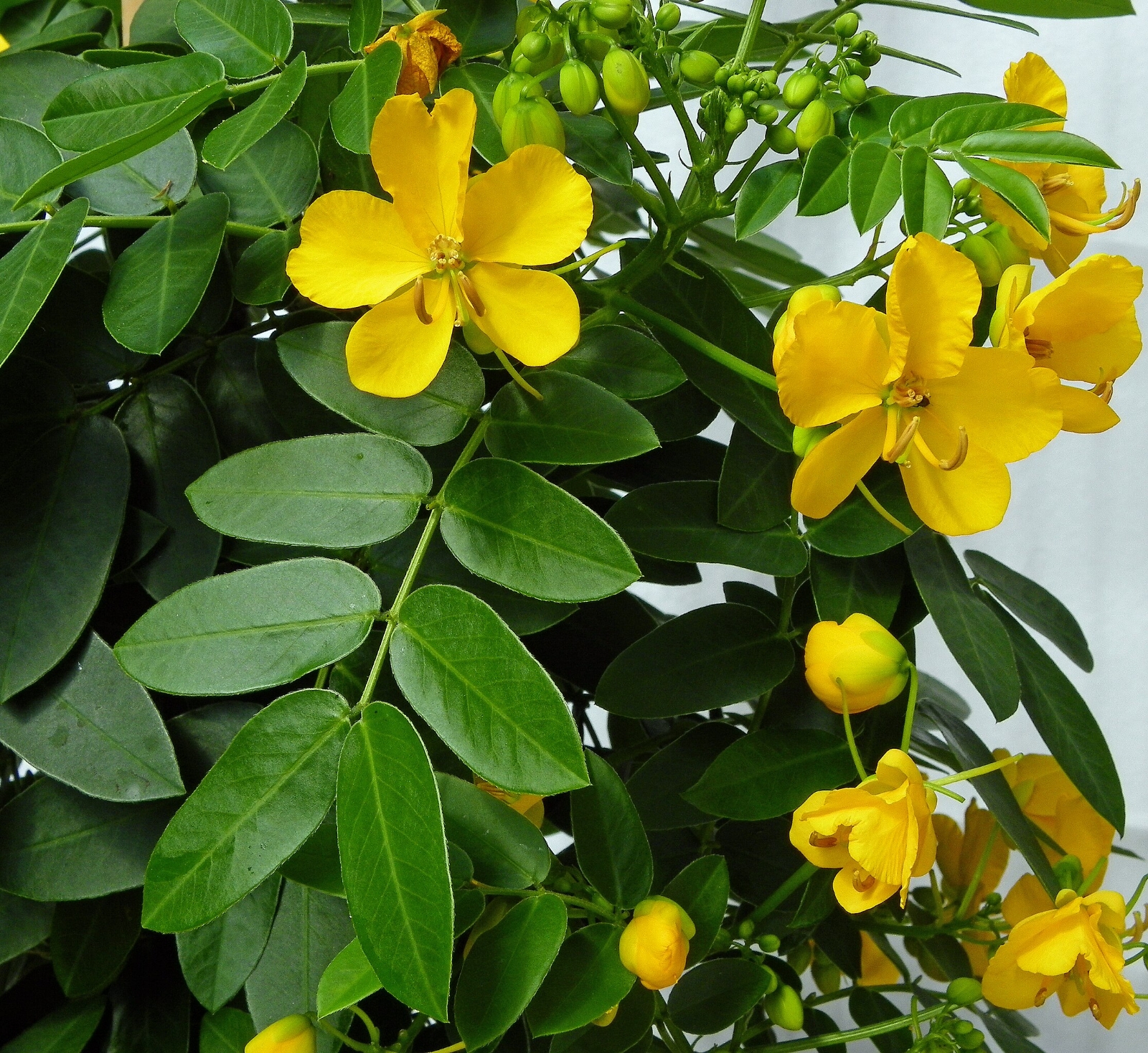 senna corymbosa 1