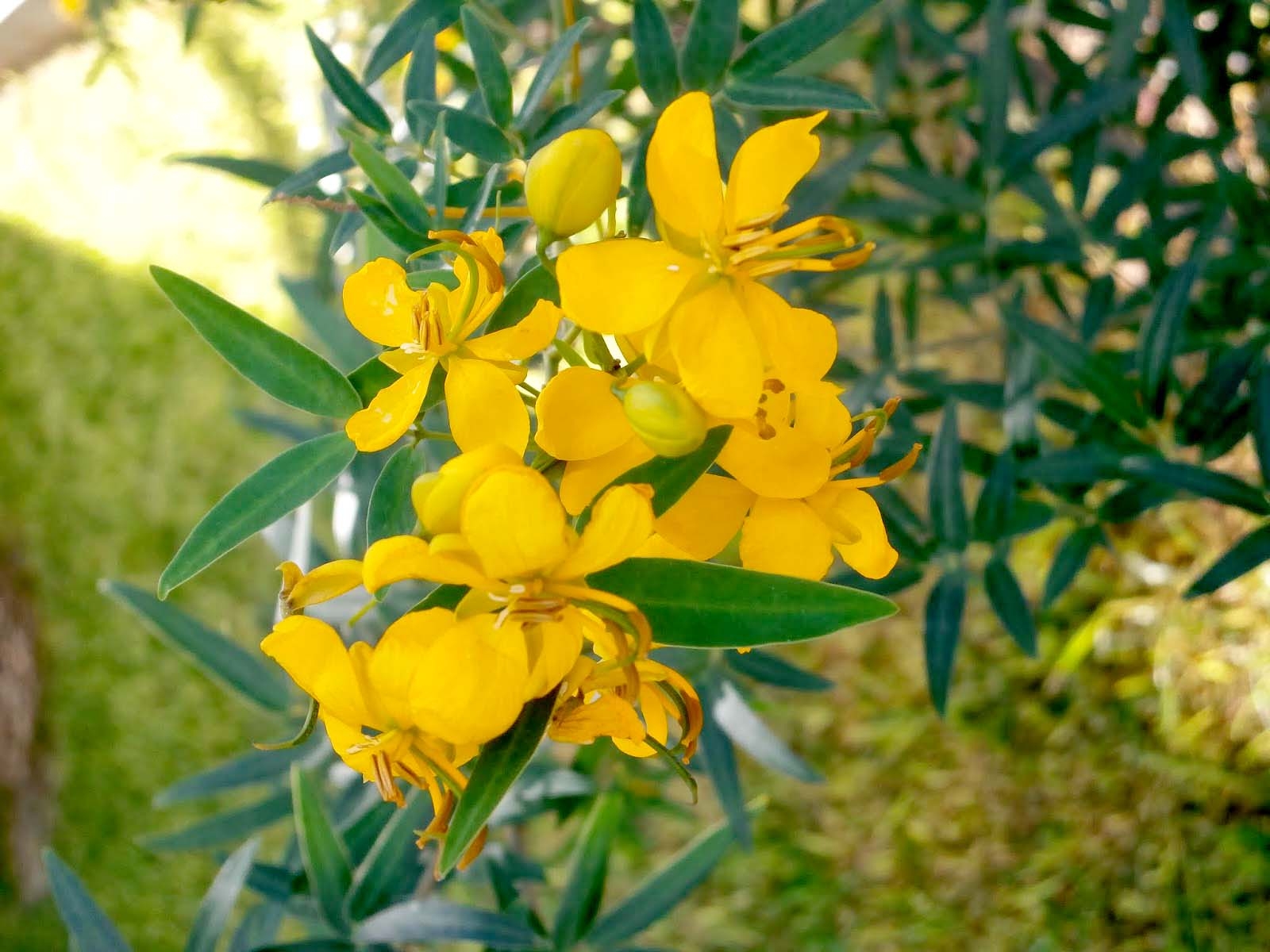 senna corymbosa 2