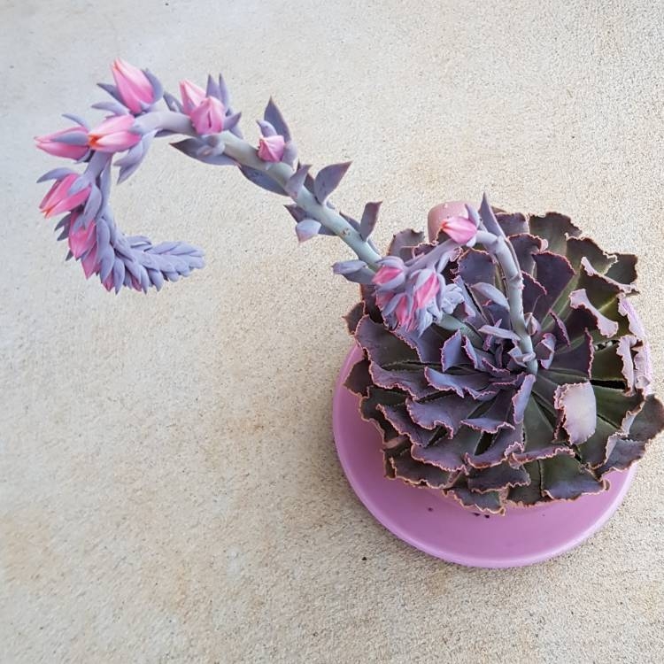 echeveria-shaviana-pink-frills-flowers