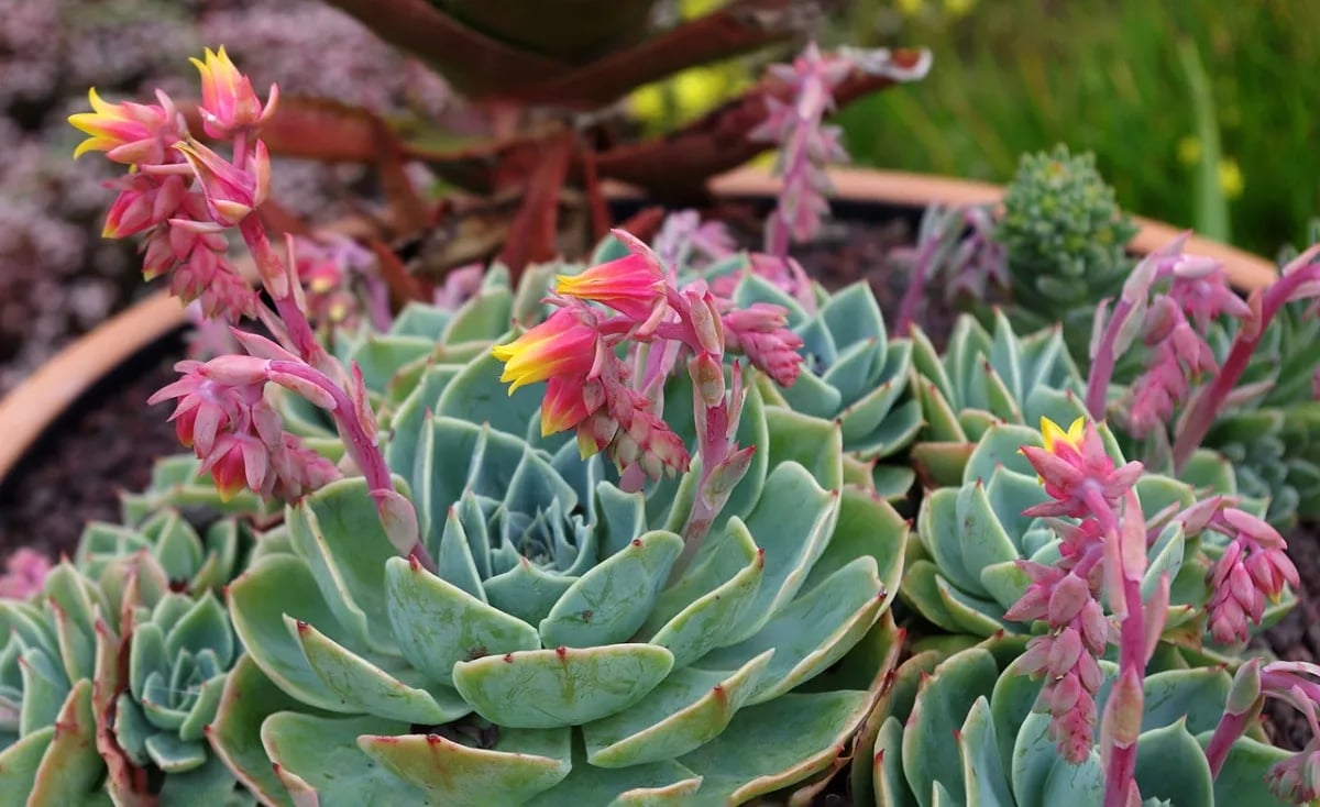 1280px-echeveria_secunda_-_roscoff