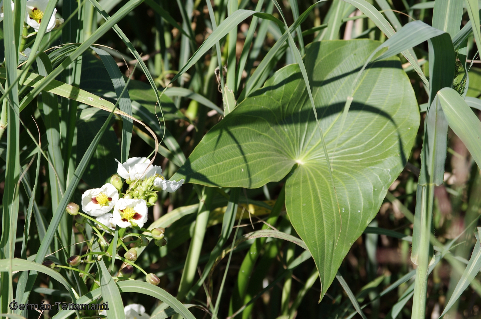 flecha-de-agua-sagittaria-montevidensis