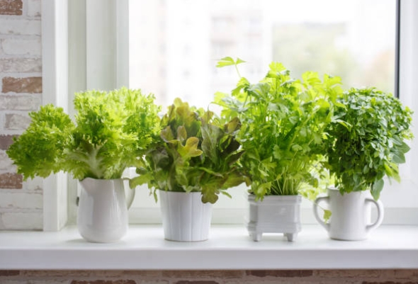 plantas3