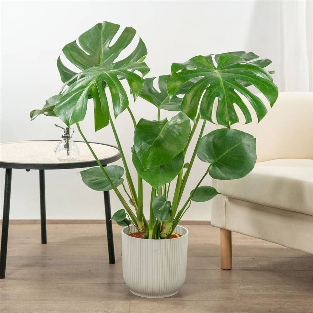 Plantas 2