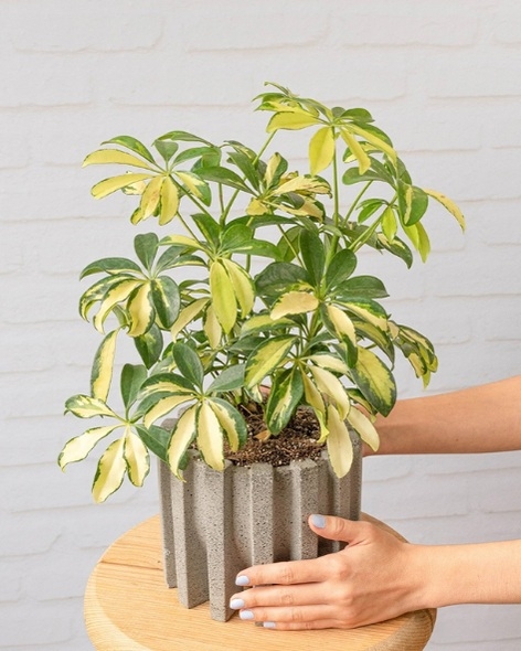 Plantas 3