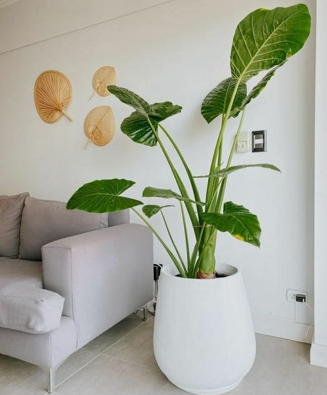 Plantas 6