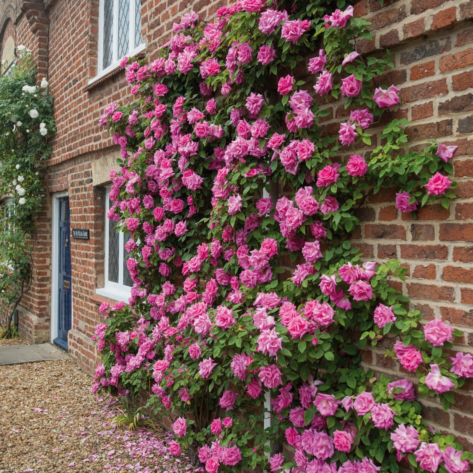 rosa 1