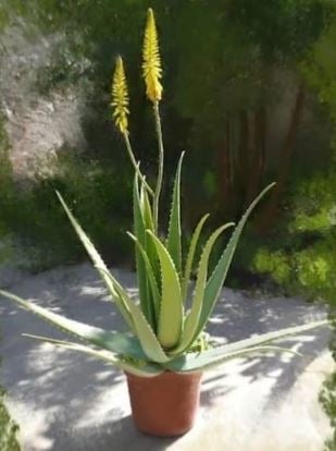 aloe vera988