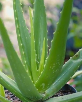 aloe vera99