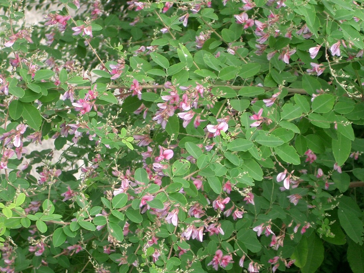 Lespedeza_ja02