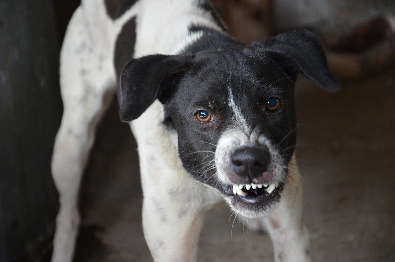 Perro callejero agresivo Fuente (Centro Canino)