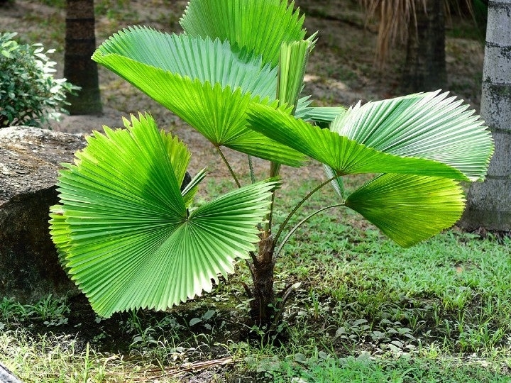 Planta 1