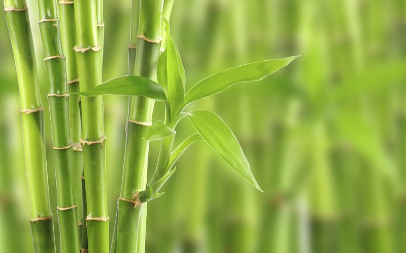 bambu_476_orig