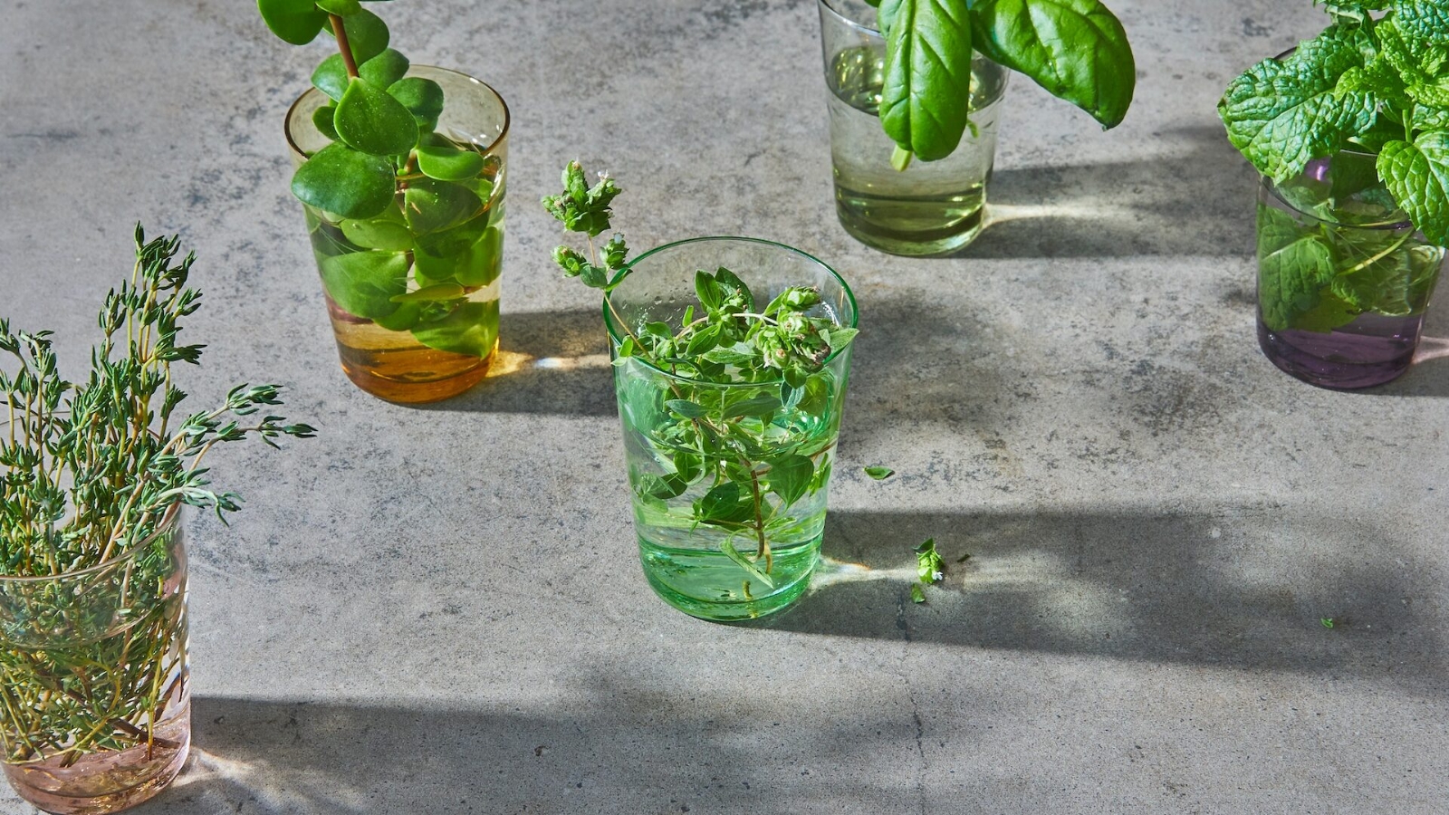 plantas medicinales