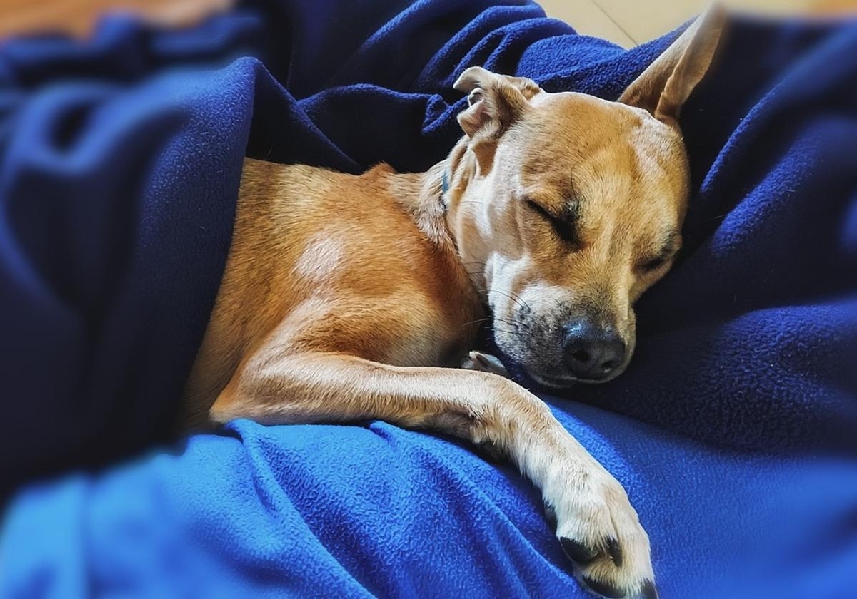 perro-durmiendo-kCHI-U603087905353xOE-1200x840@diario_abc (1)