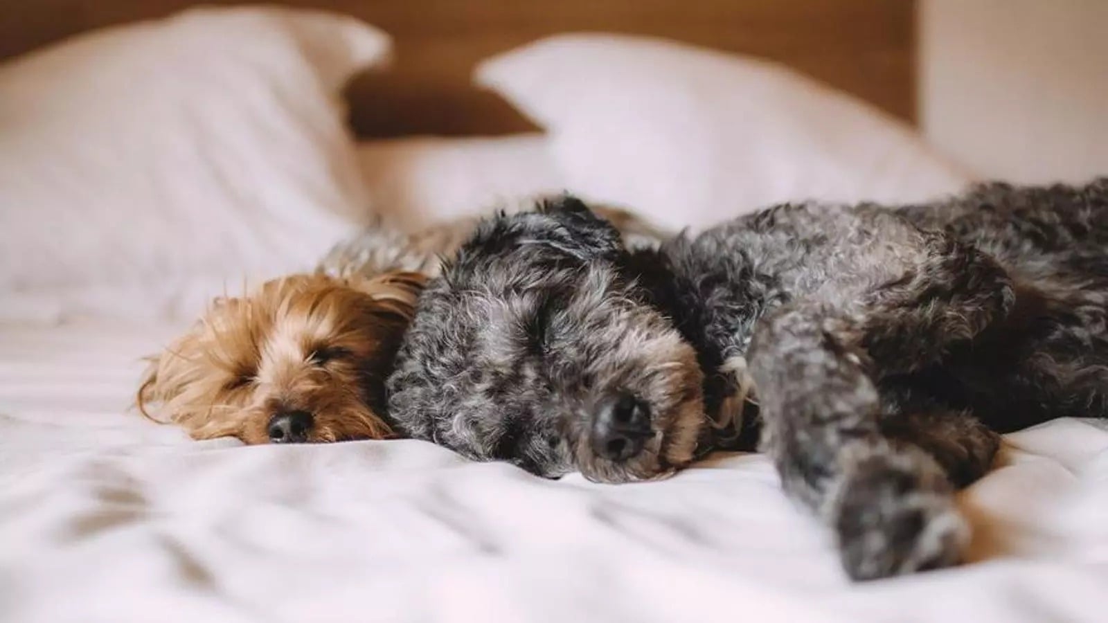 perros-durmiendo (1)