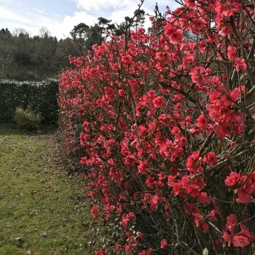 membrillero-de-flor-rojo_ES_500_0022927