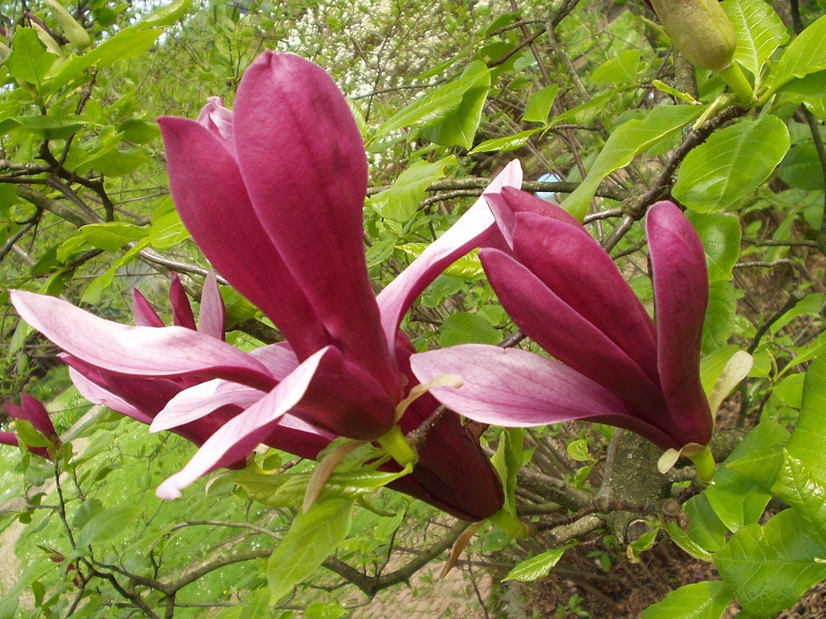 1200px-Magnolienbluete_freiburg