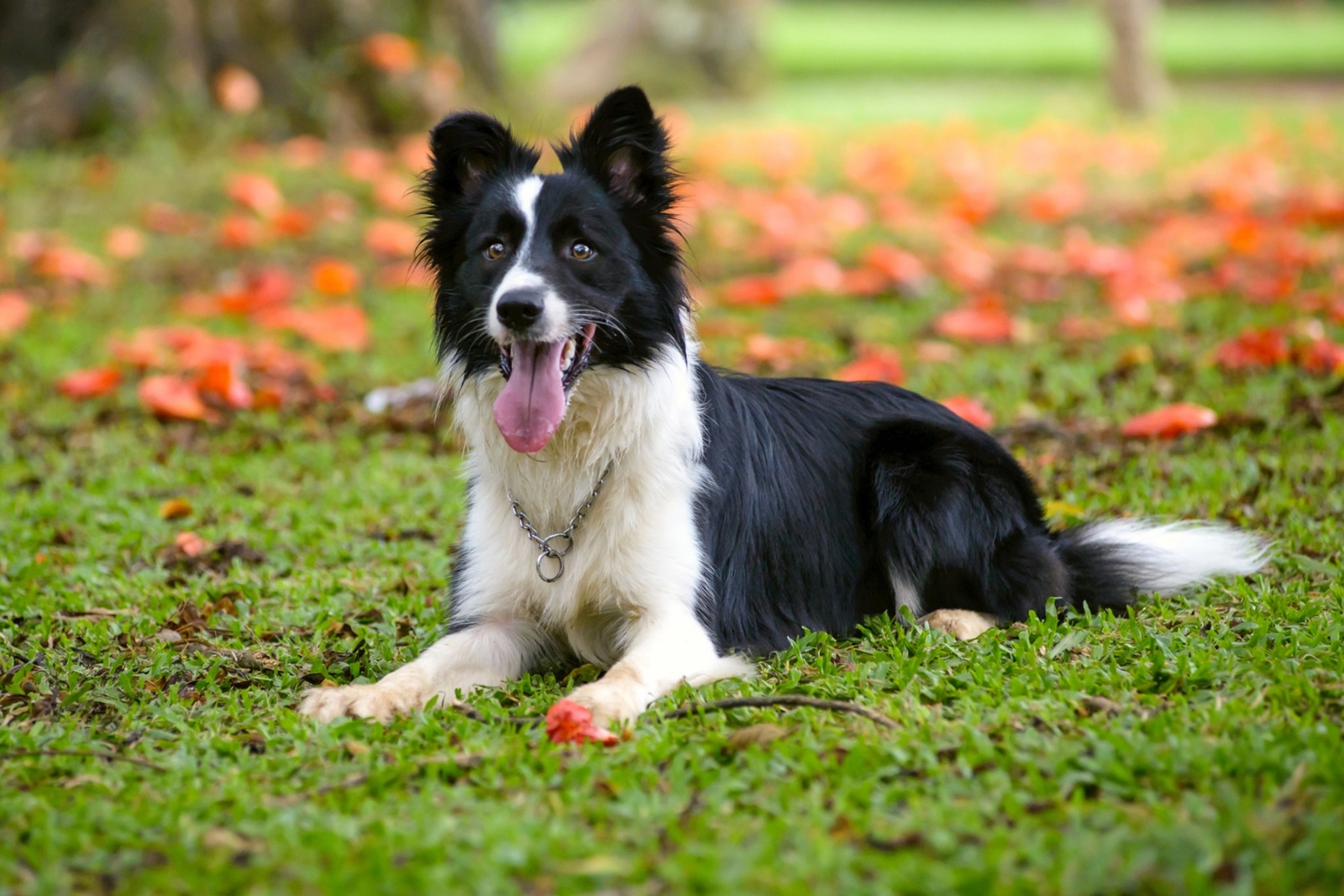 border-collie-im-grass