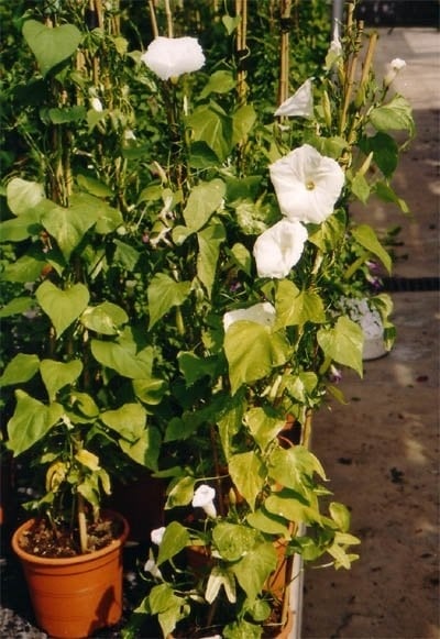 Planta 2