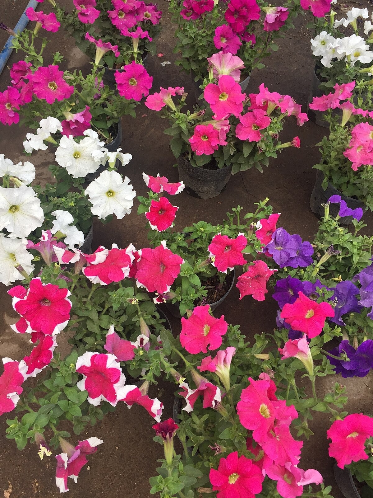 Petunias_en_maceta