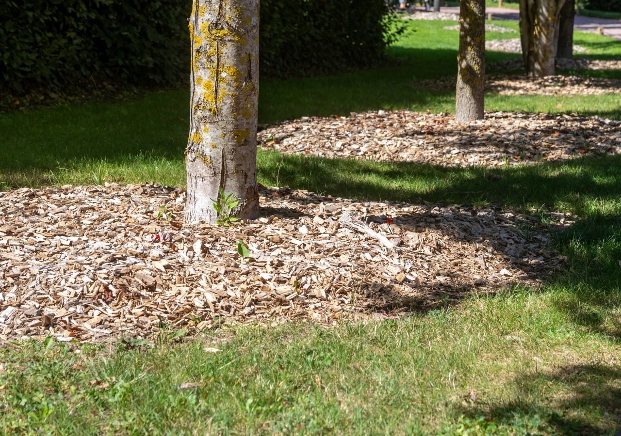 son-buenas-las-virutas-de-madera-para-las-plantas-1733450518352_1280