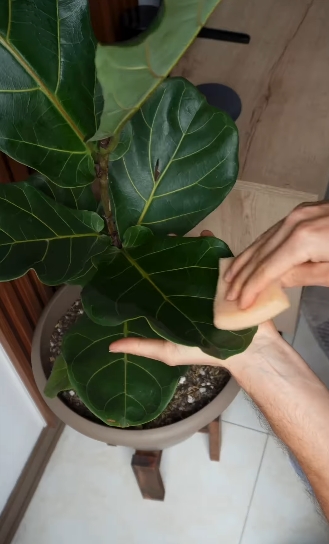 plantas3