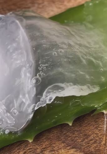 aloe5222