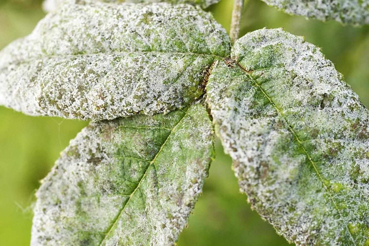 powdery-mildew-resized-56a6d3235f9b58b7d0e4fe94