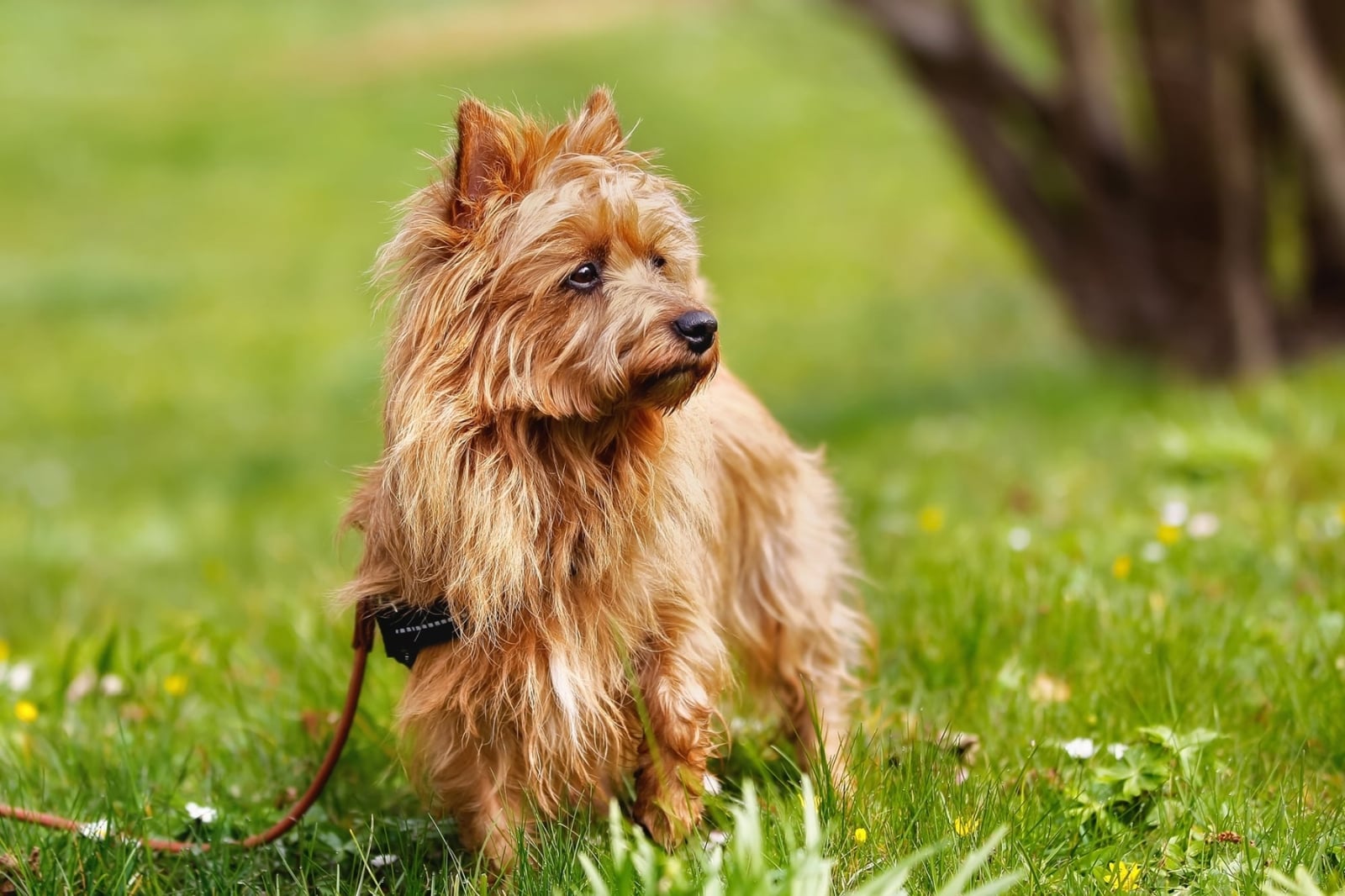 cual-es-el-mejor-alimento-para-un-perro-silky-terrier-australiano