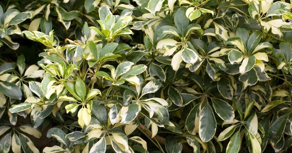 scheffera 3